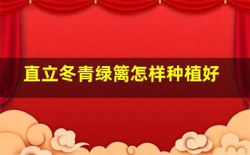 直立冬青绿篱怎样种植好