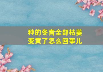 种的冬青全部枯萎变黄了怎么回事儿