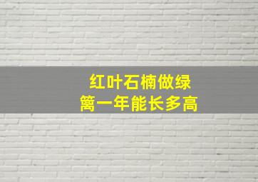 红叶石楠做绿篱一年能长多高