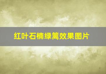 红叶石楠绿篱效果图片