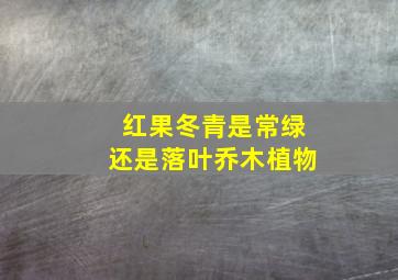 红果冬青是常绿还是落叶乔木植物