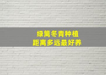 绿篱冬青种植距离多远最好养