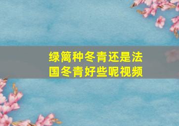 绿篱种冬青还是法国冬青好些呢视频