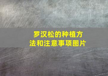 罗汉松的种植方法和注意事项图片