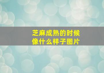 芝麻成熟的时候像什么样子图片