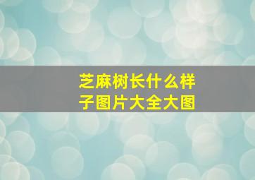 芝麻树长什么样子图片大全大图