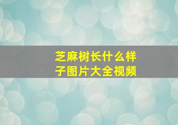 芝麻树长什么样子图片大全视频