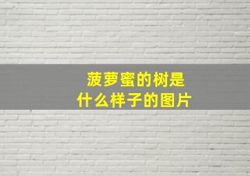 菠萝蜜的树是什么样子的图片