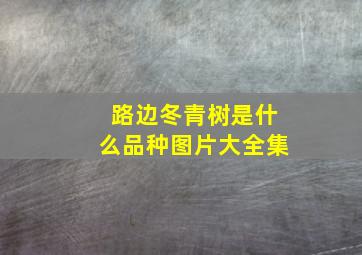 路边冬青树是什么品种图片大全集