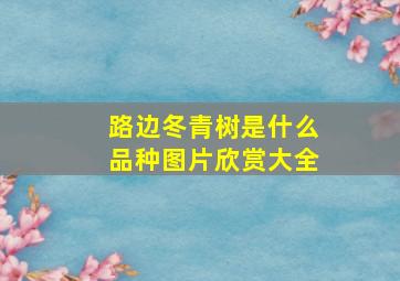 路边冬青树是什么品种图片欣赏大全