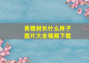 青棵树长什么样子图片大全视频下载