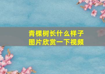 青棵树长什么样子图片欣赏一下视频