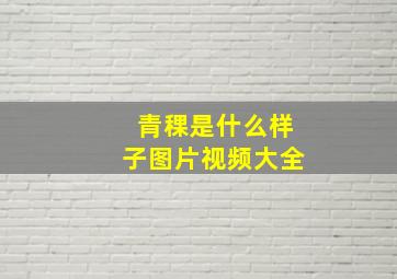 青稞是什么样子图片视频大全