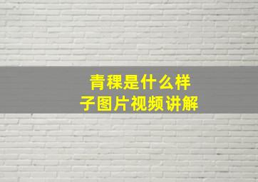 青稞是什么样子图片视频讲解