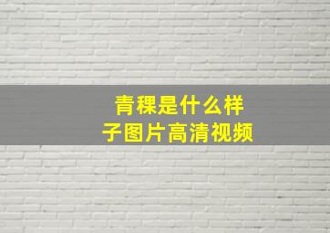 青稞是什么样子图片高清视频