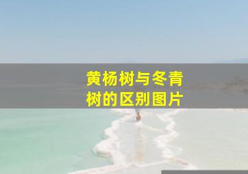 黄杨树与冬青树的区别图片