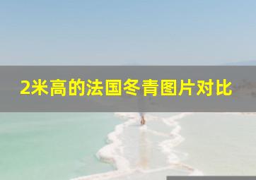 2米高的法国冬青图片对比